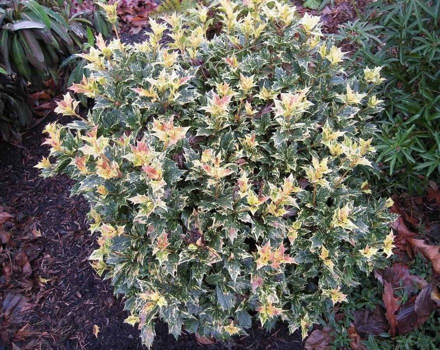 Османтус гошикі  вічнозелена рослина