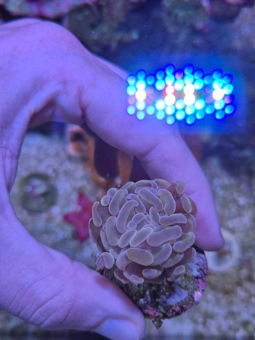 Euphyllia Rosa coral Lps