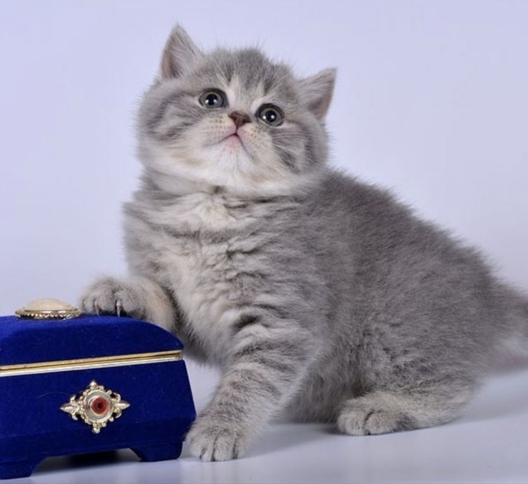 Прямоухая миленькая кошечка