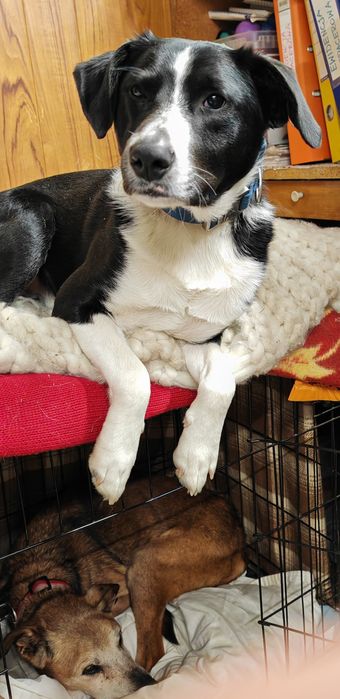 Wally do adopcji! Sandomierz
