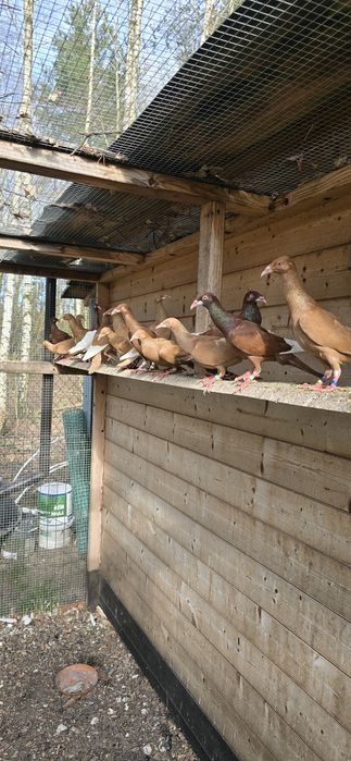 Sprzedam bródki jasne lot