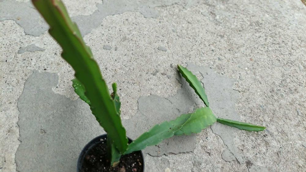 Epiphyllum Geysza.