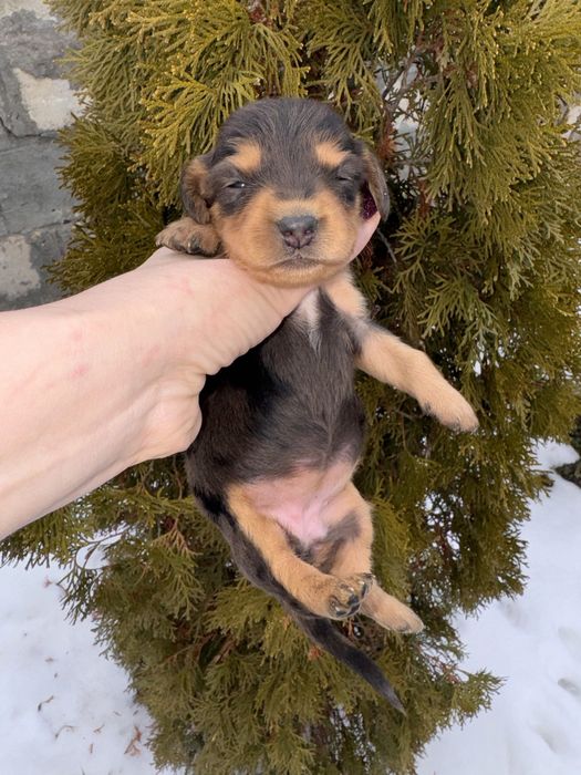 Довгошерстна дівчинка таксуля поки бронь