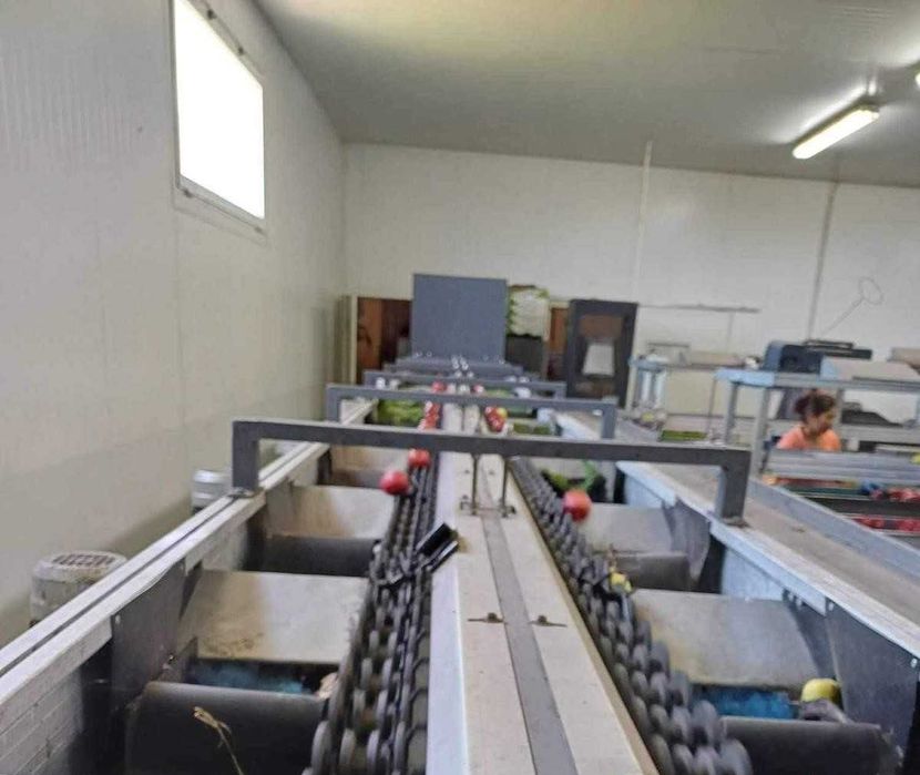 Calibrador de fruta completo a peso duas linhas de calibragem