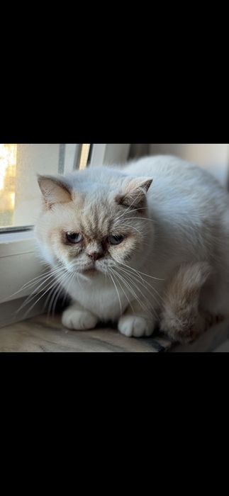Gata himalaia red point