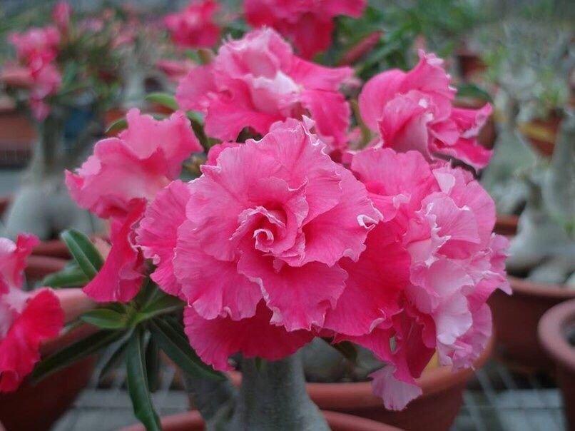 Adenium obesum, odmiana Camellia, róża pustyni