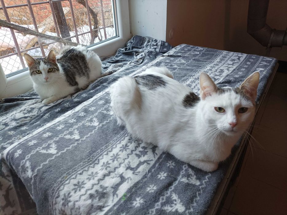 Wspaniały dwupak szuka domu