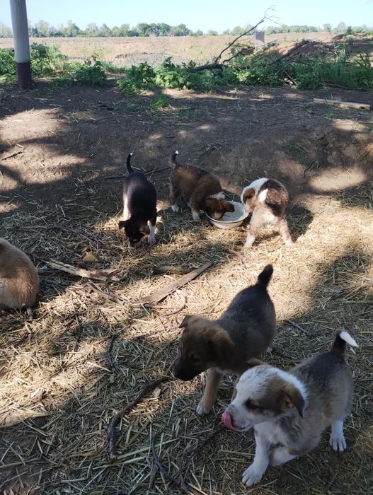 Отдам даром щенков.