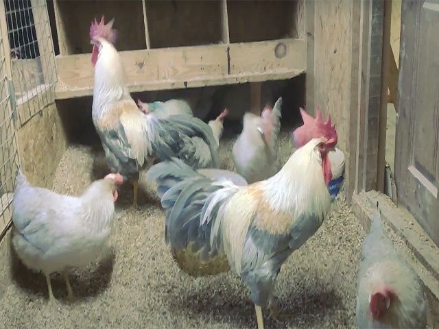 Курчата та інкубаційне яйце Леггорн білий, золото, ізабелла.