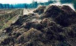 Навоз(перегній),вантажний автомобіль 6 тонн.