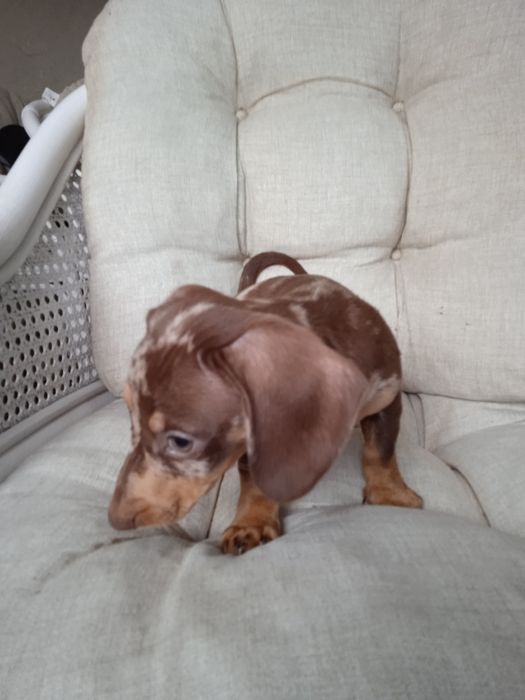 Jamnik krótkowłosy