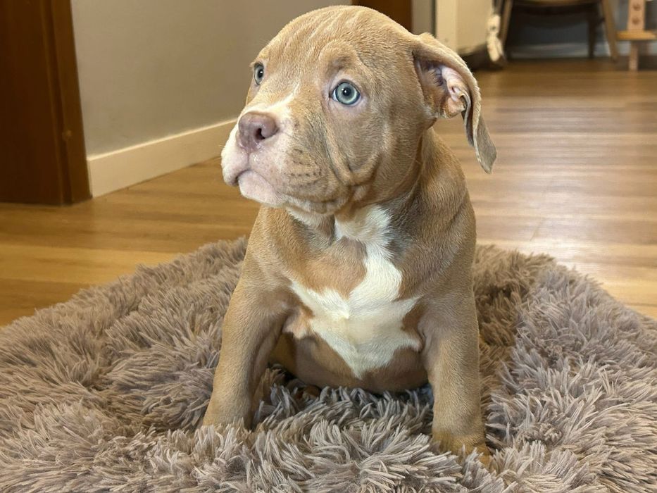 Американский буллик мальчишь