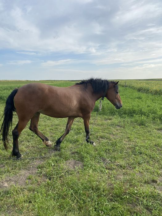 Продається  кобила