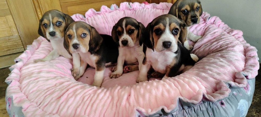 Beagl szczeniak gotowy do odbioru