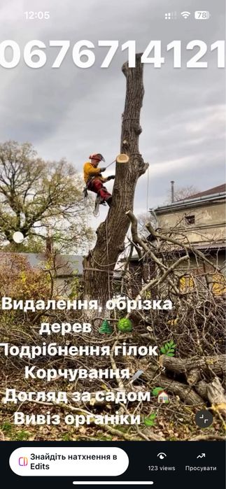 Зрізання дерев, обрізка, подрібнення, вивіз, зріз, обрізка дерев, чистка під будівництво