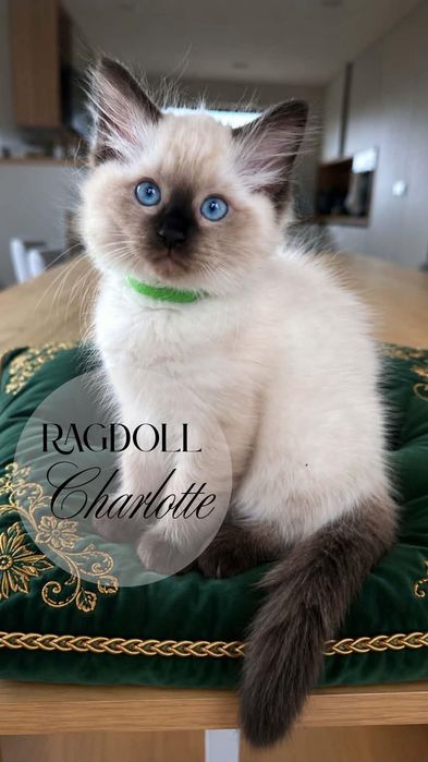 REZERWACJA Ragdoll Kotka Charlotte BADANIA GENETYCZNE rodziców