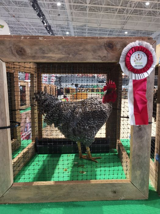 Ovos galados de pedrês portuguesa