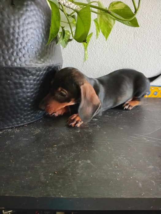 Excelente machoteckel miniatura