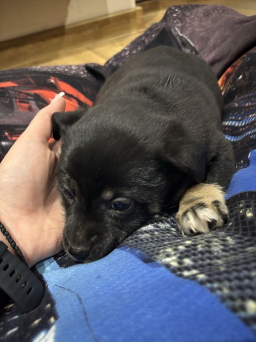 oddam ZA DARMO pieski