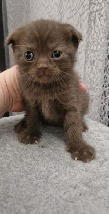 Kotka brytyjska/szkocka  czekoladowa  rodowód