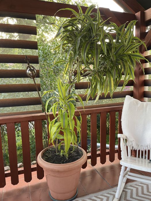 Dracena Lemon Lime bardzo duze 2 szt.