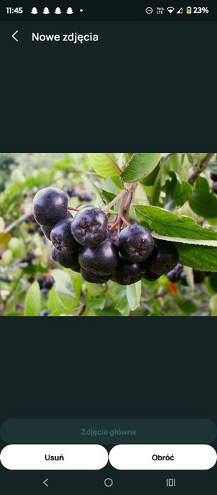 Aronia na zamówienie Ekologiczna