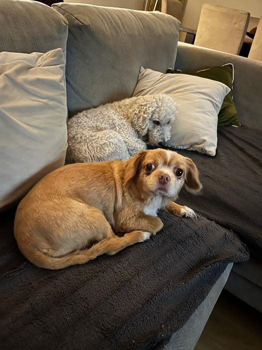 Petsitting /Deixe o seu patudo no nosso Lar!