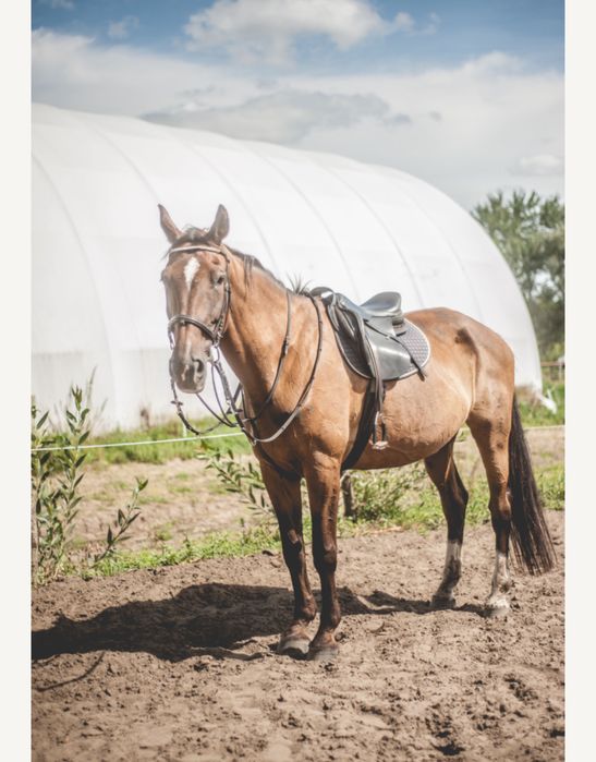 Sportowa klacz do hodowli, surogatka/sprzedaz zamiana