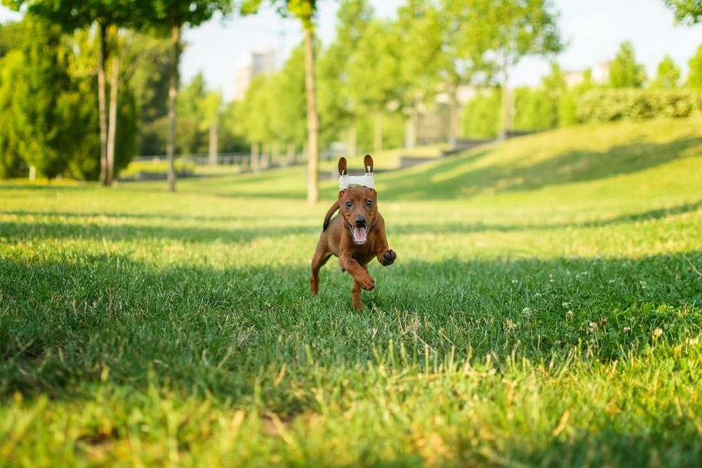 Цвергпінчер гарні хлопчики