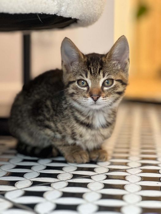 Mały kotek do adopcji