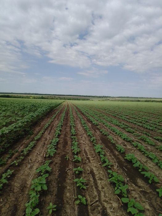 Продам земельну ділянку Пай 7.3 Га