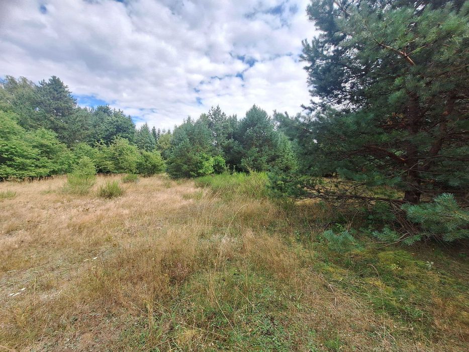 JURA - Morsko sprzedam działkę budowlano-rolną, częściowo zalesioną - Więcej
