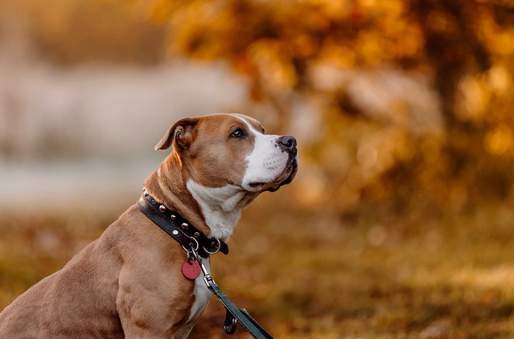 Dżeki-czeka na dom..