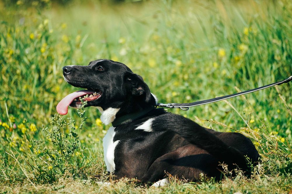Terenia - śliczna sunia szuka domu