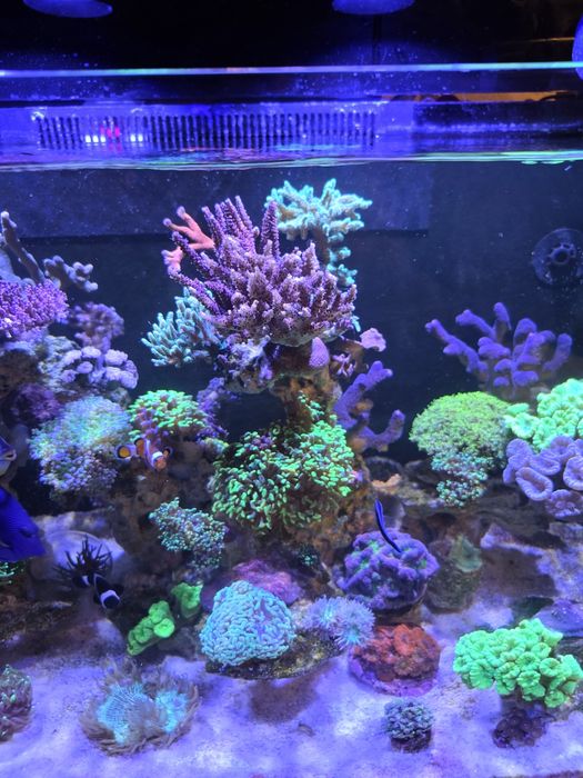 Akwarium morskie euphyllia