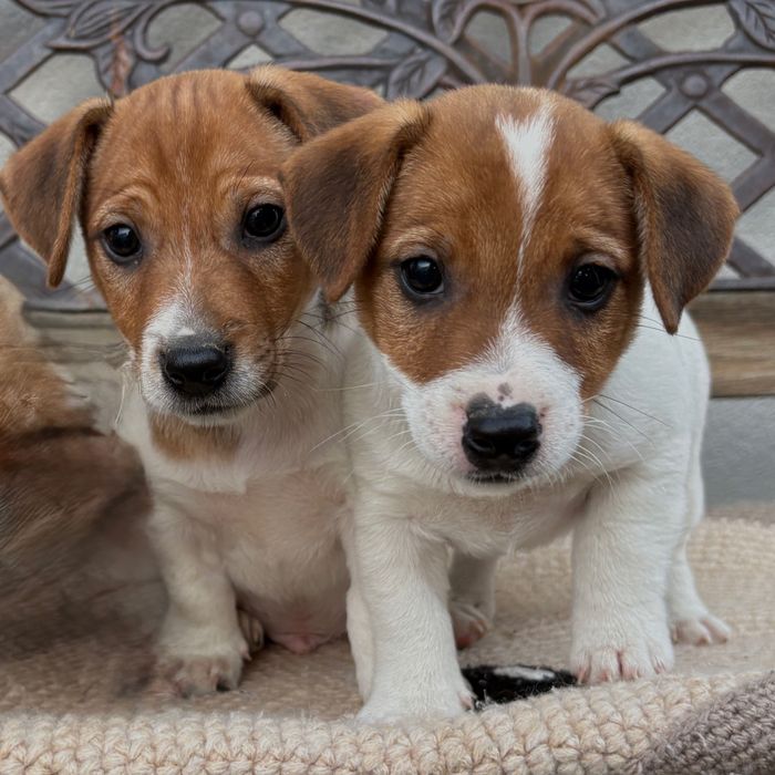 Jack Russel Terrier
