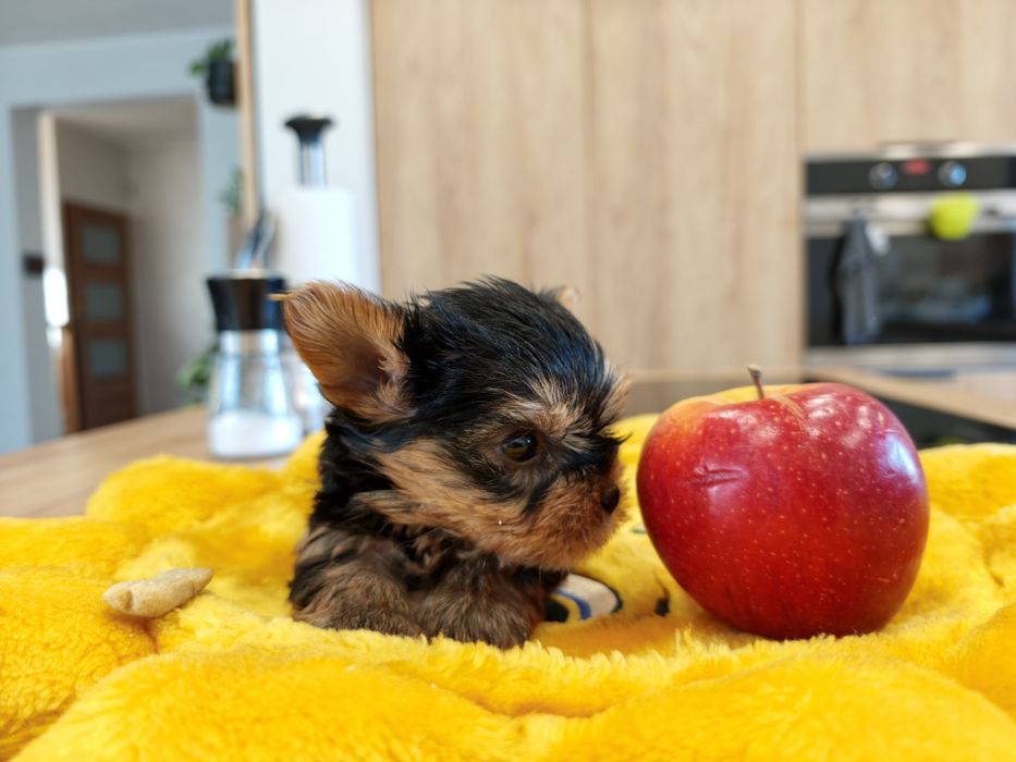 York Yorkshire terrier