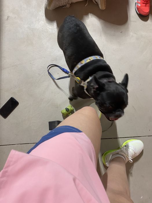 Dog Walking e Pet Sitting - Benfica