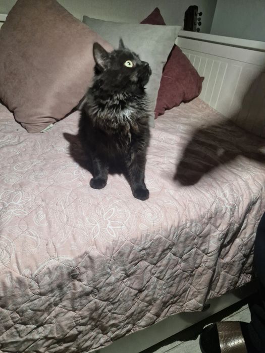 Отдам котенка в добрые руки