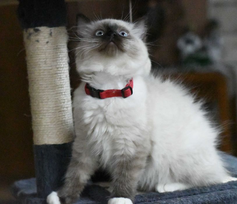 Ragdoll kotka seal mitted