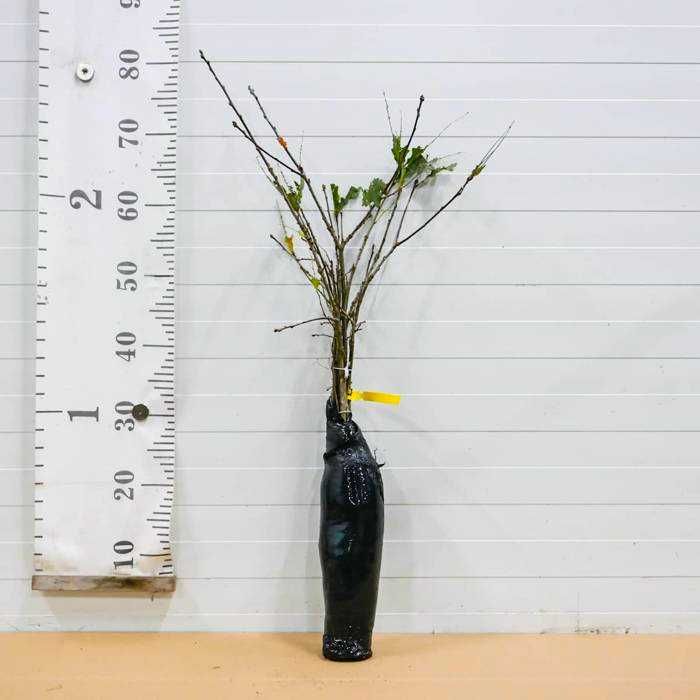 Sadzonki Leśne z Gruntu - zalesienia, zadrzewienia ARiMR