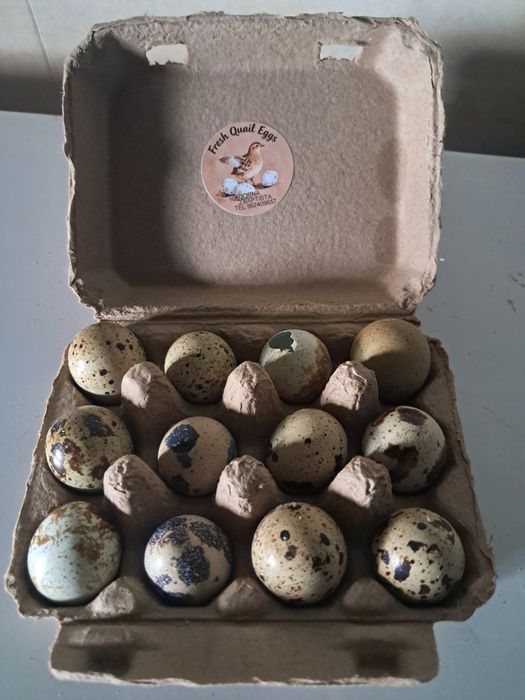 Ovos codorniz galados e para consumo