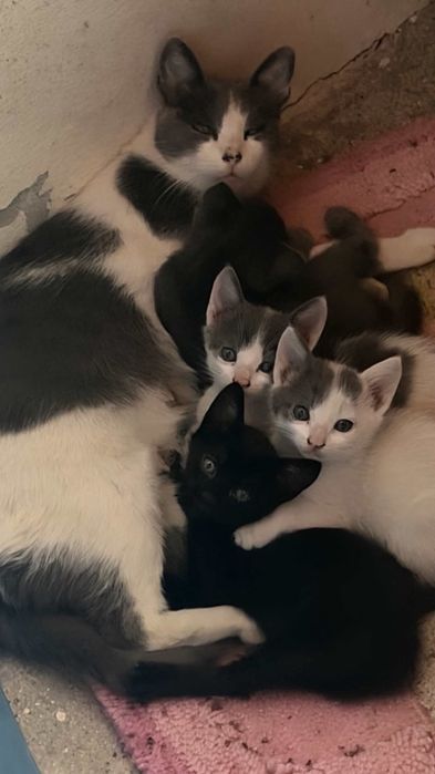 Gatinho cinza e branco