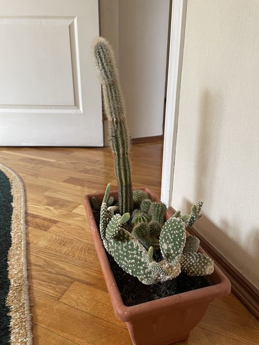 Кактуси сукуленти