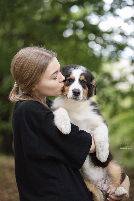 Підліток ХЛОПЧИК ШУКАЄ РОДИНУ!! австралійська вівчарка ( ауссі )