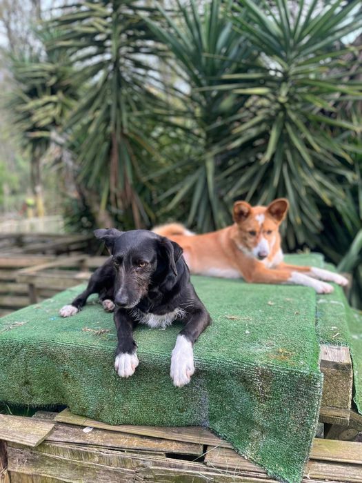 Cadela porte pequeno meiga