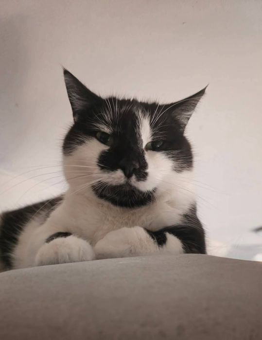 Kot ideał Buki do adopcji