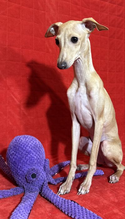 Charcik Wloski szczenięta sunia suczka