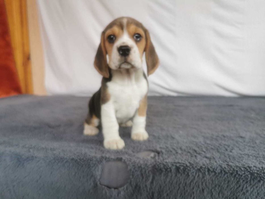 Beagiel  Tri-Color szczeniak