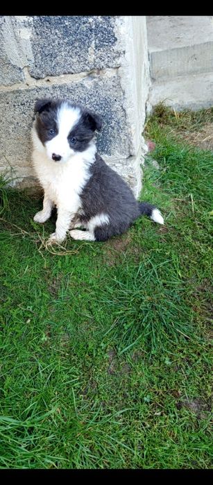 Piesek Border Collie